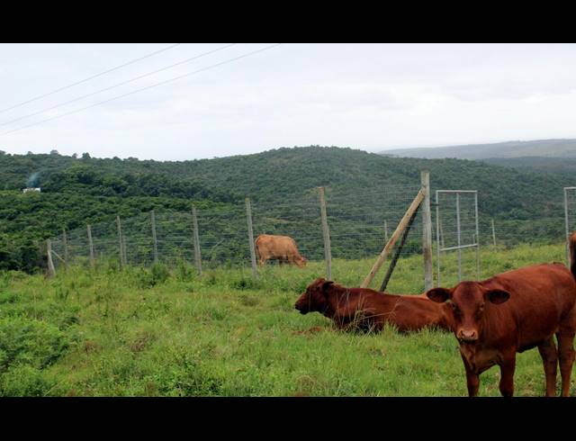 168HA FARM FOR SALE IN EAST LONDON RURAL